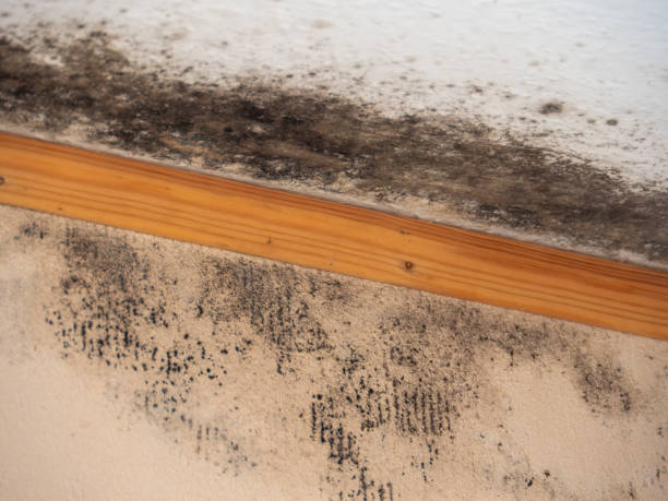 Mold Remediation for Rental Properties in Collinsburg, PA